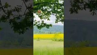 Beautiful countryside #short #beautiful #countrysideviews