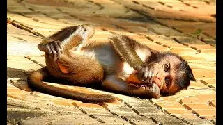 [ Attractive Active Baby Monkey ] Active baby monkey need more sun shinning in morning