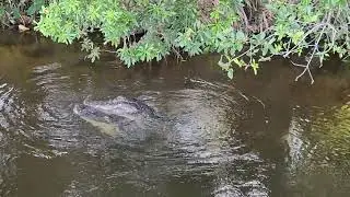 Alligators mating.