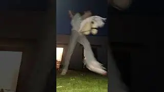 dresuur proefje!