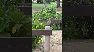 Gray Francolin call Kihei Beach III