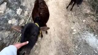Aww do twin mil gaye hame ghumte ghumte. #viral #vlog 