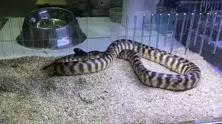 Black Headed Python