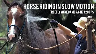 FreeFly WAVE camera test. Horse riding in slow motion.