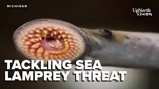 Trump signs bill to aid Great Lakes fishery research by tackling sea lamprey threat