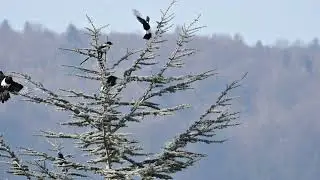 Bird Sitting and flying on a tree | No Copyright Nature video....গাছের ডালের পাখির বসা-উড়া 