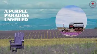 A purple Paradise Unveiled | Lavender Farm, Ontario