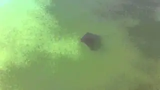 Cownose Ray Swimming in Gulfport, Florida