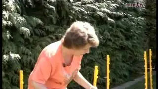 Papillon von der Zwergenburg - Rassebeschreibung