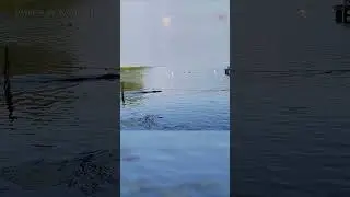 Alligator swims toward children at Texas lake