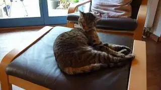 Cute Cat Cleaning Itself