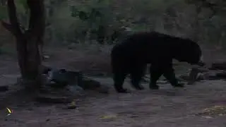 Sloth Bear - Moyar 4k
