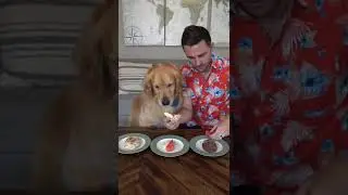 Dog picks favorite bbq food! #goldenretriever #dog