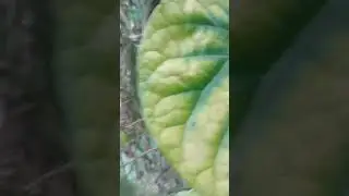 This is Myanmar Nature tree ,👉what tree?#fyp #nature #viewproblem #medicaltree