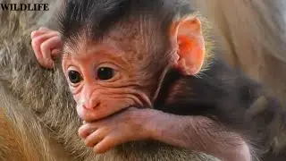Compilation Clip: Adorable Wildlife Baby Monkey Moments 2026