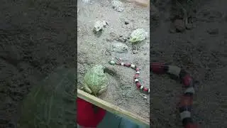 Frog vs snake#shorts