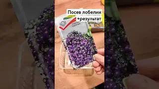 Посев лобелии простой способ. Посев от 23 января. Когда сеять лобелию? Выращивание лобелии из семян.
