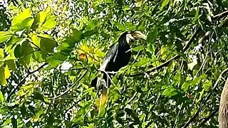 Rare Birds You Have Ever Seen