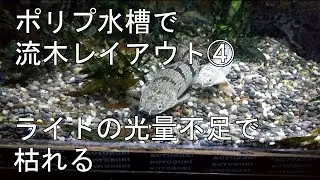 ポリプ水槽で流木レイアウト④：ライトの光量不足で水草枯れる