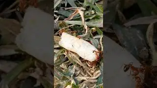 ant feeding close up#shorts #youtubeshorts #ants 🐜