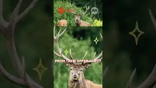 DEER with hidden TEETH?! 🦷🦌✨| Leo the Wildlife Ranger #shorts Animal Facts | @mediacorpokto