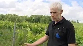 Jura : relevage de la vigne