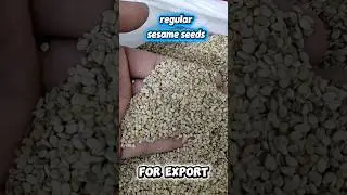 Regular Sesame seeds (تل) Biggest Pak exports #business #importexport #sesameoil