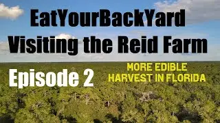 Visiting the Reid Farm Episode 2 (Finger Lime, June Plum, Barbados Cherry, Ginger, Aji Pepper, more)