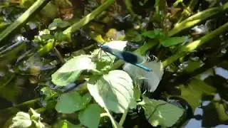 Demoiselles - Calopteryx virgo - Meyjarfluga - Glermey - Vogv&aelig;ngjur - Vatnaskord&yacute;r