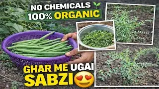 Organic Vegetables Harvesting 🌱 | 100% Organic Farming |(Village Life)| The Bindass Hub