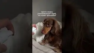 must have для самых привередливых - WB: #578497193