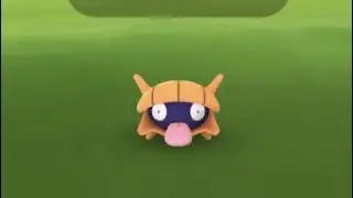 Larvitar community day!/shiny shellder catch!