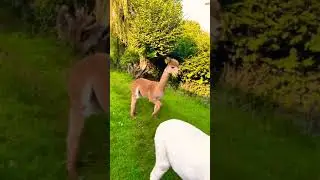 Brought friends | Привёл друзей | Nature Beauty Shorts Feed