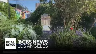 How a farm hidden in a LA neighborhood harvests thousands of pounds of produce