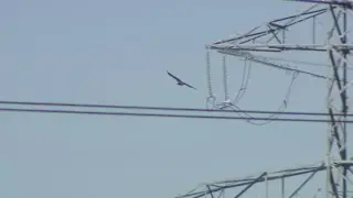Ameren Illinois, raptor experts team up to protect birds from electrocution