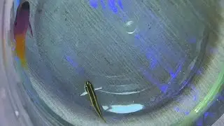 Elacatinus F&iacute;garo, Gramma Loreto, euphilia Holy Grail y m&aacute;s..