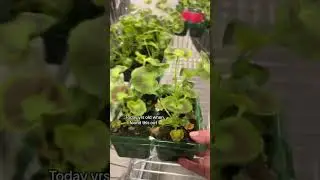 I can&rsquo;t be the only one who just found this supermarket plant hack??? #supermarkethack UK