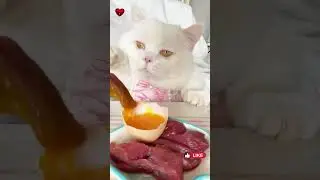 😻Hungriest cat ever! Funny cats. Funny video! #funnycat #kitties #hungriest #eat #cat #short