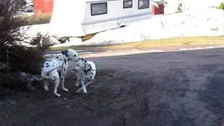 Dalmatiner parring Spotbornes Free Rider & Solbo&acute;s Kayo