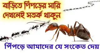 বাড়িতে পিঁপড়ের সারি দেখলেই সতর্ক হোন - করুন এই কাজ || পিঁপড়ের কাছ থেকে শিক্ষা
