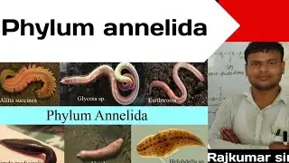 PHYLUM:ANNELIDA