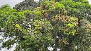 Sleep with Rain Sounds - Raw Nature Sounds