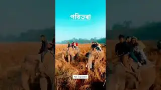Pobitara Wildlife sanctuary #shortvideo  #pobitora