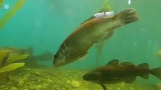 Aquarium et Centre marin du Nouveau-Brunswick, Shippagan NB