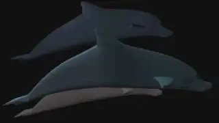 Dolphins Animation Maya 2009
