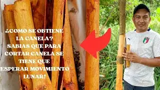 El fascinante proceso de cosechar canela (Paso a paso).#Canela #Campo #Agricultura