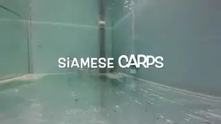 Siamese Carps in stock now!