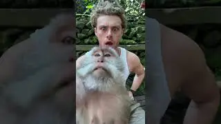 Monkey forest in Bali 🤣🐒