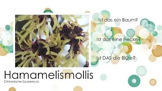 Hamamelis mollis