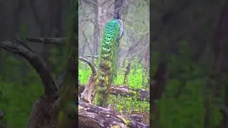 Peacock 🦚#nemali #animal #nature
